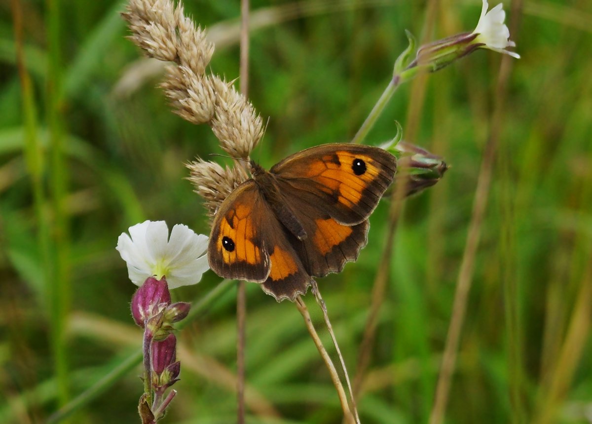 Луговые бабочки
