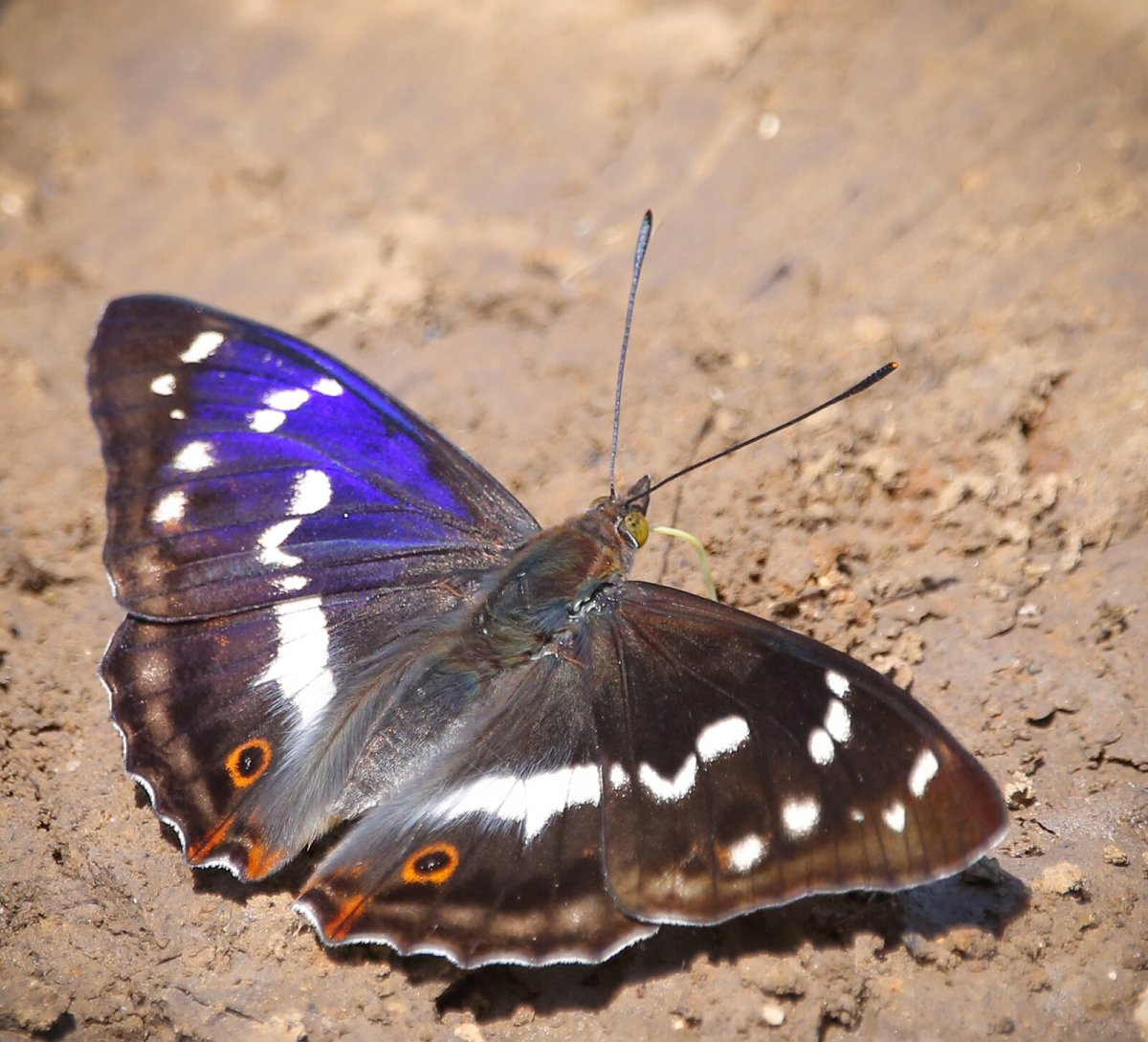 Переливница Ивовая