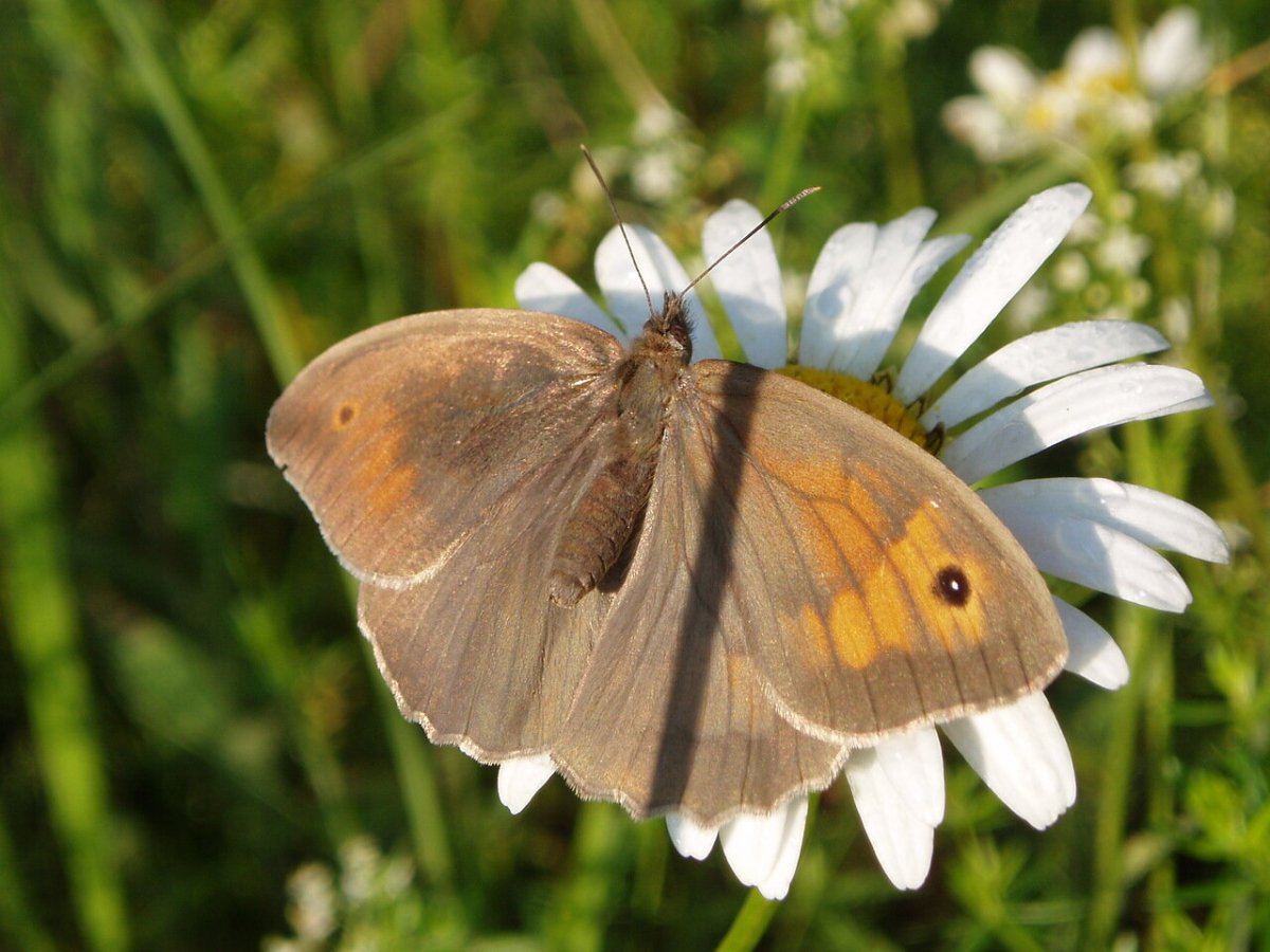 Первые бабочки в Кировской области