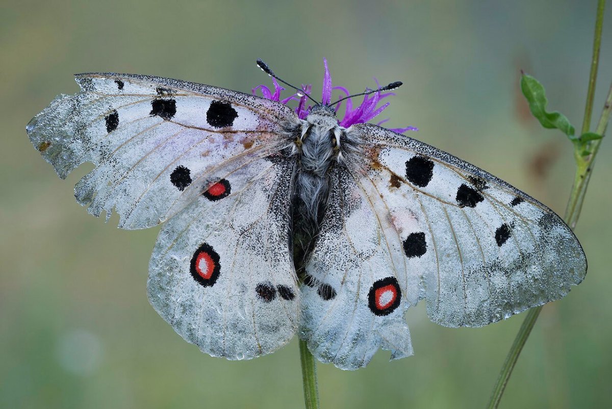 Аполлон обыкновенный (Parnassius Apollo, Linnaeus, 1758)