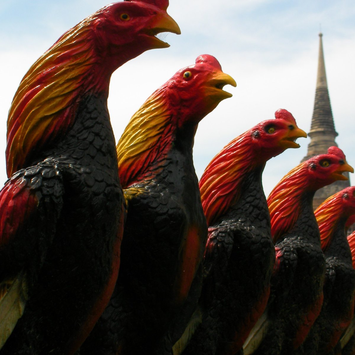 Стая петухов