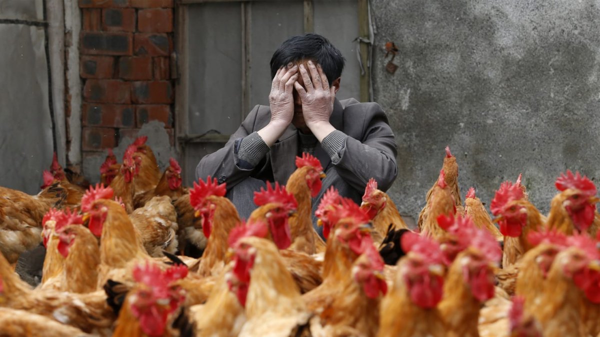 Серьезный петух