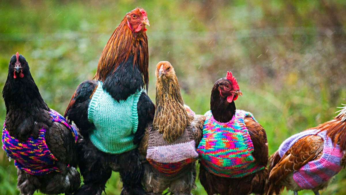 Парень петух