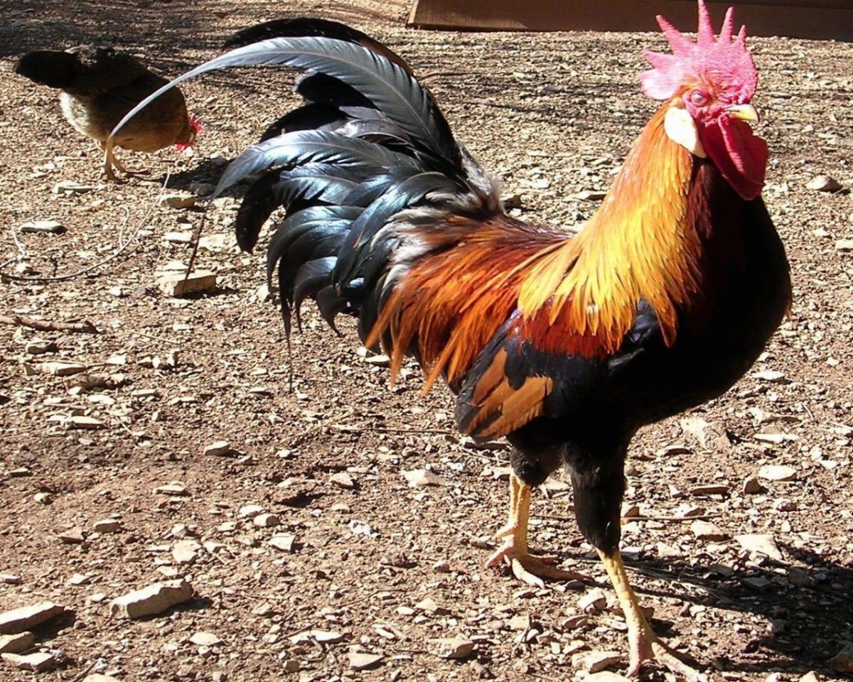 Голошейка хохлатая