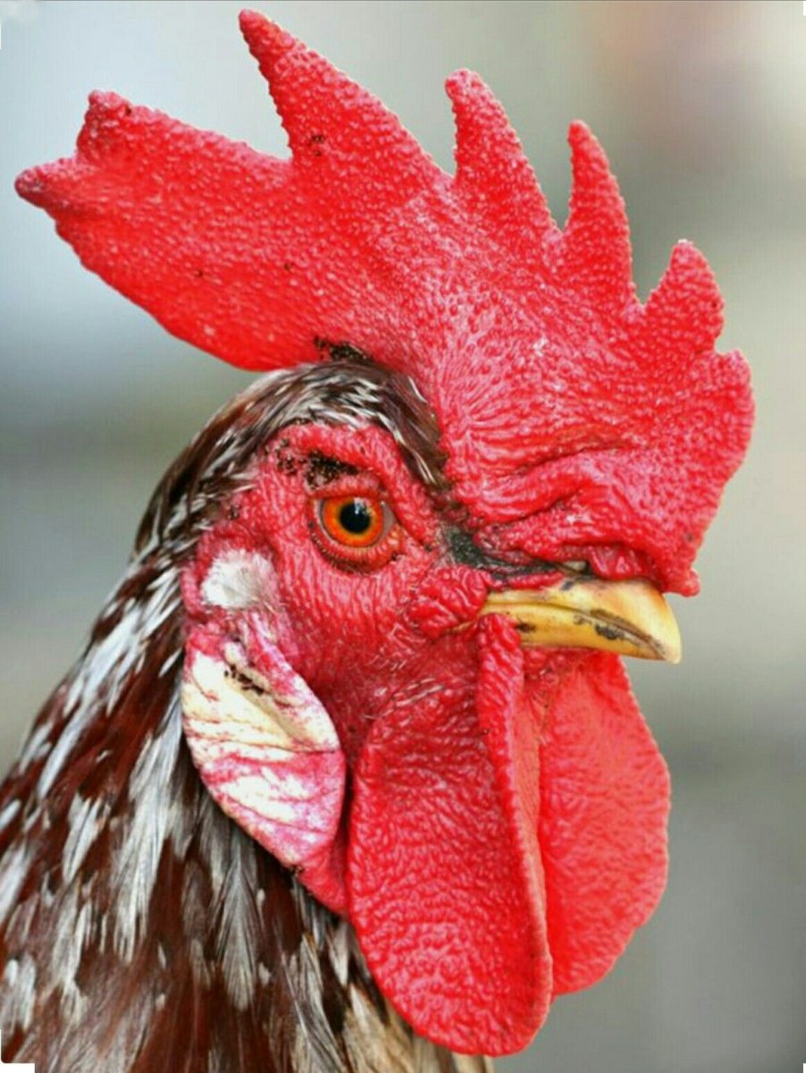 Куры на лугу