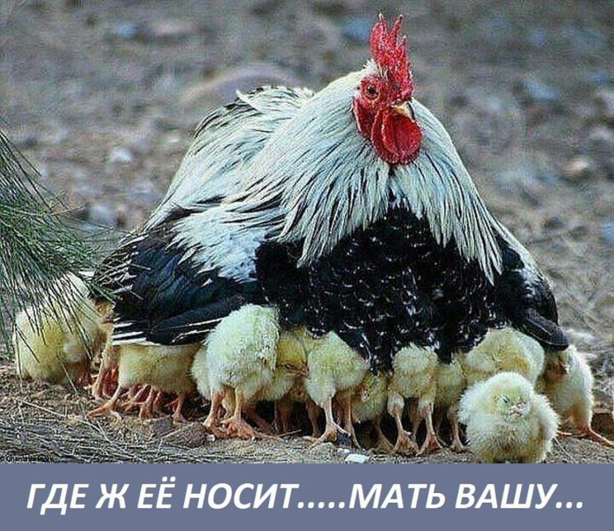 Несушка для кур