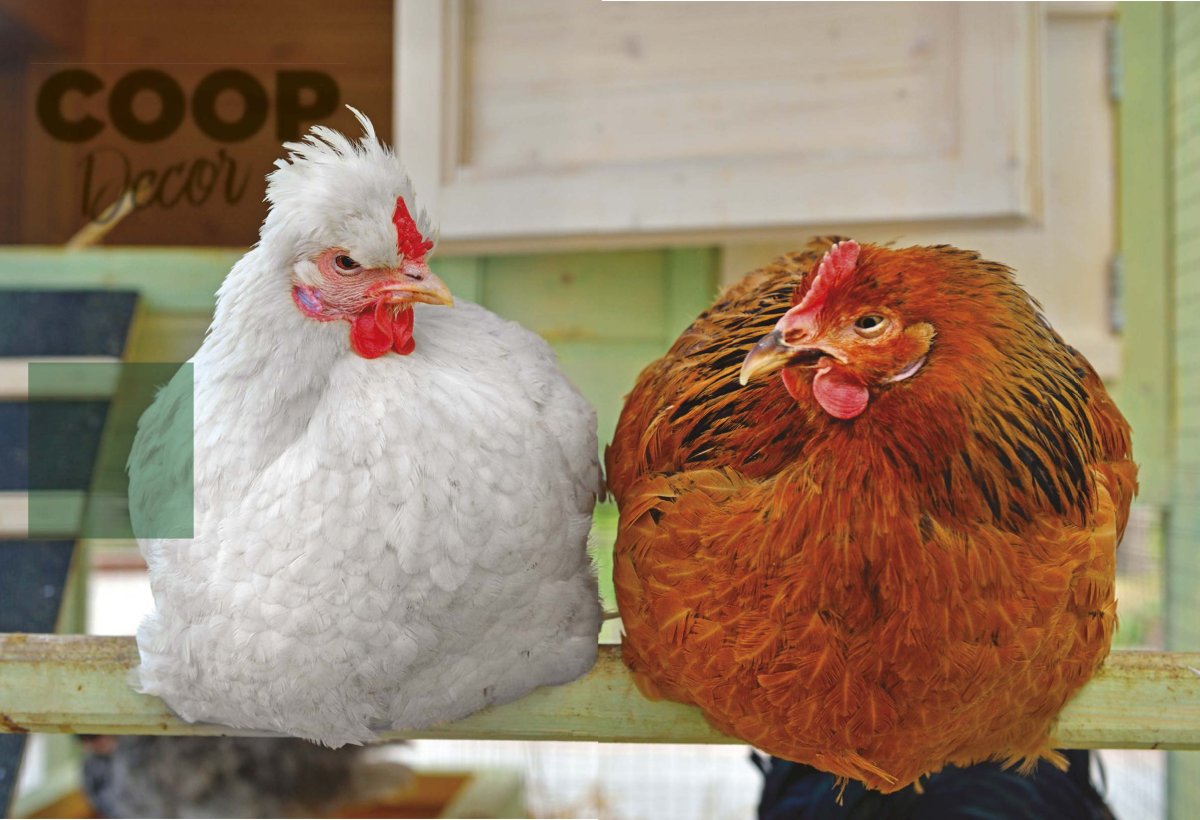 Петух прикол