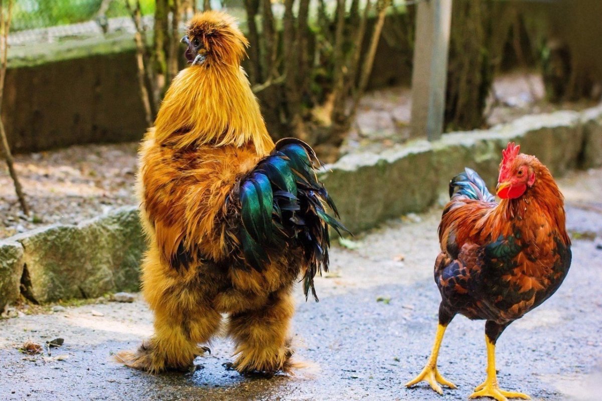 Курочка иллюстрация