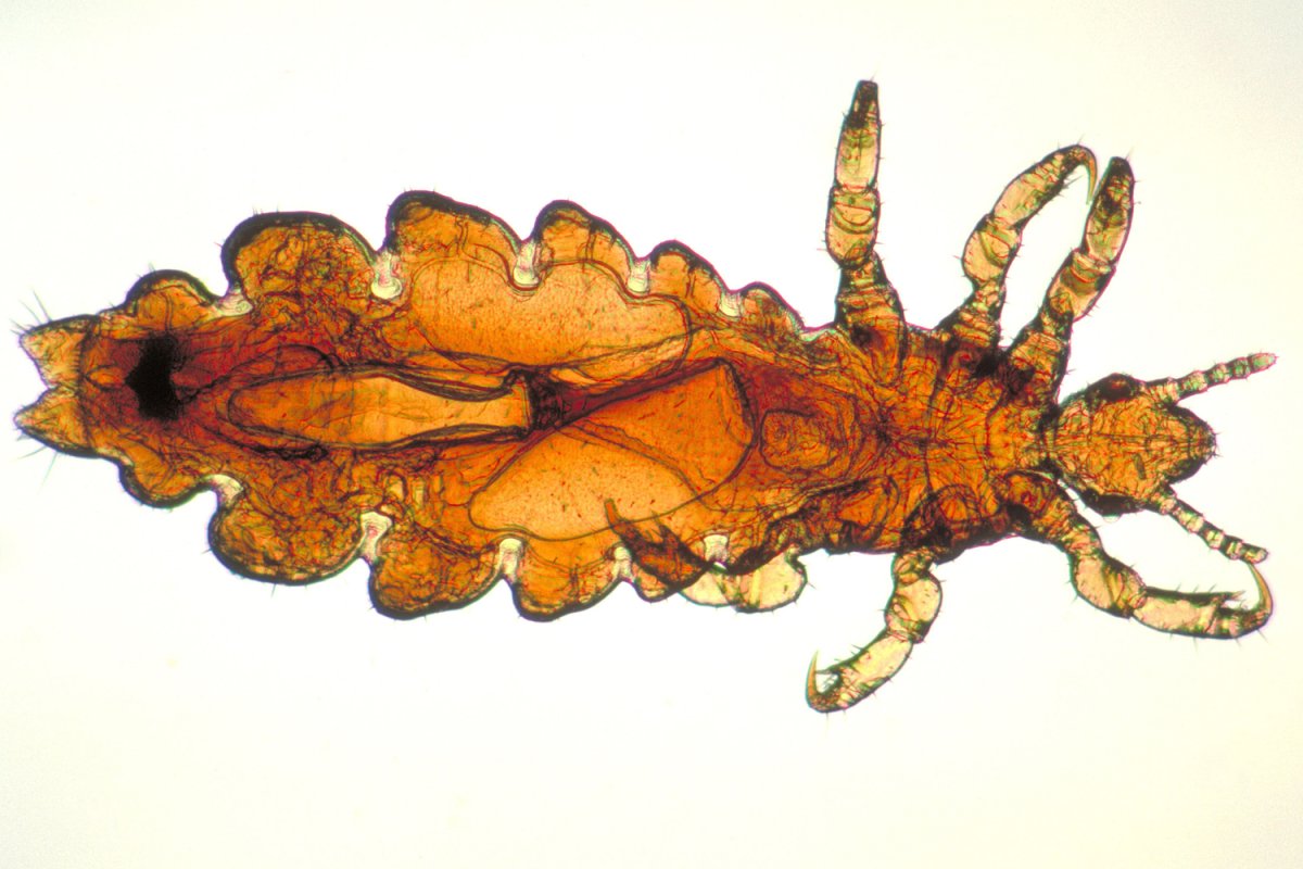 Временные кровососущие эктопаразиты