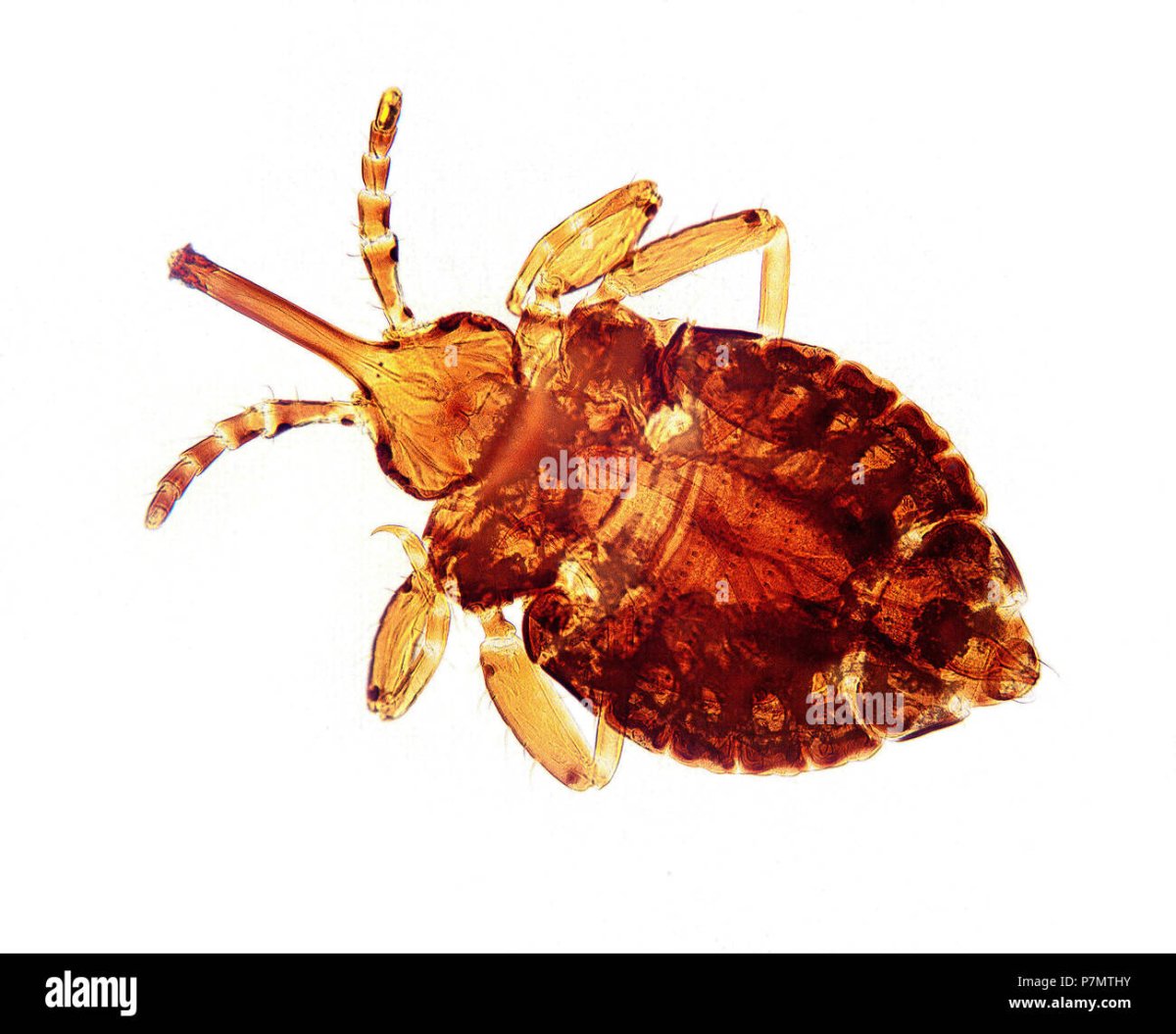 Смешная блоха