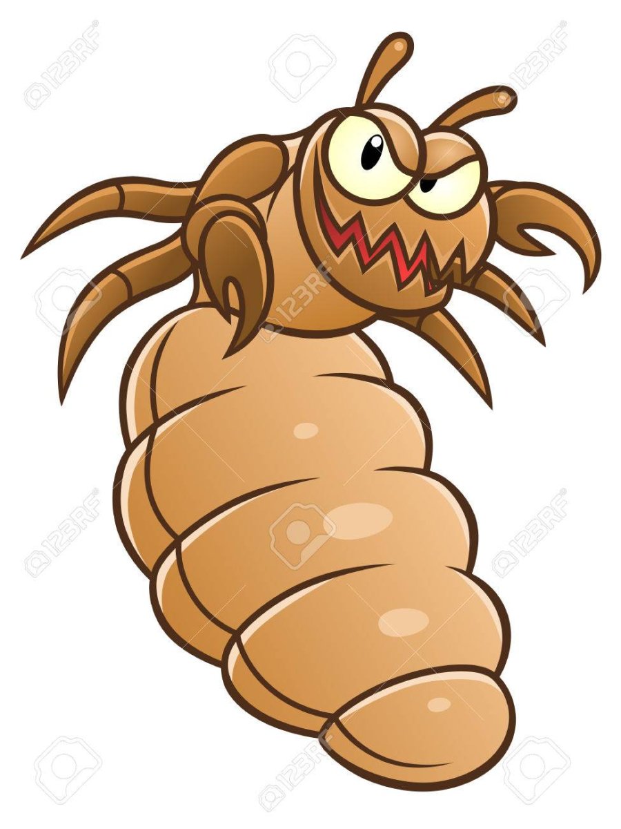 Признаки отряда пухоеды