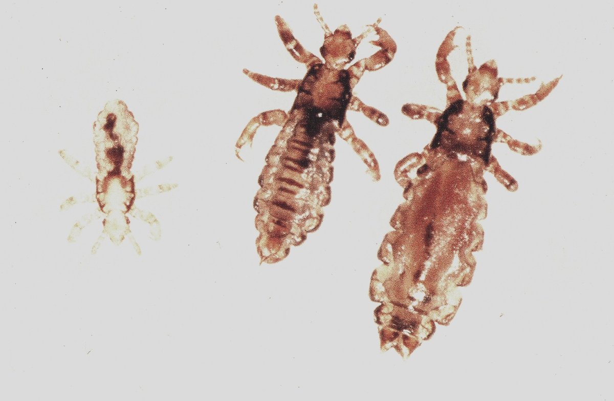 Ядрена вошь рисунок