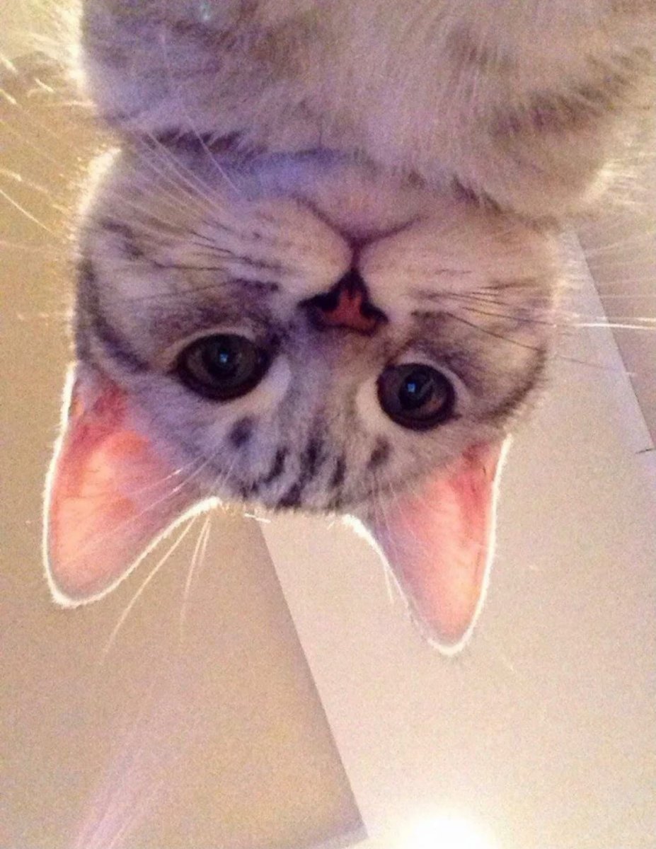 Кот со странным лицом