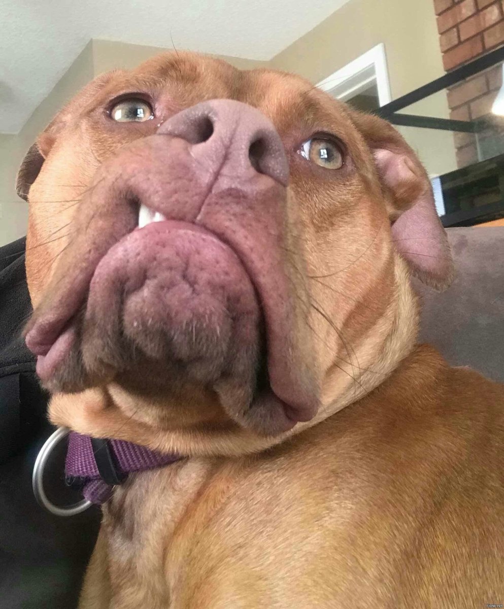 Кот с глупым выражением лица