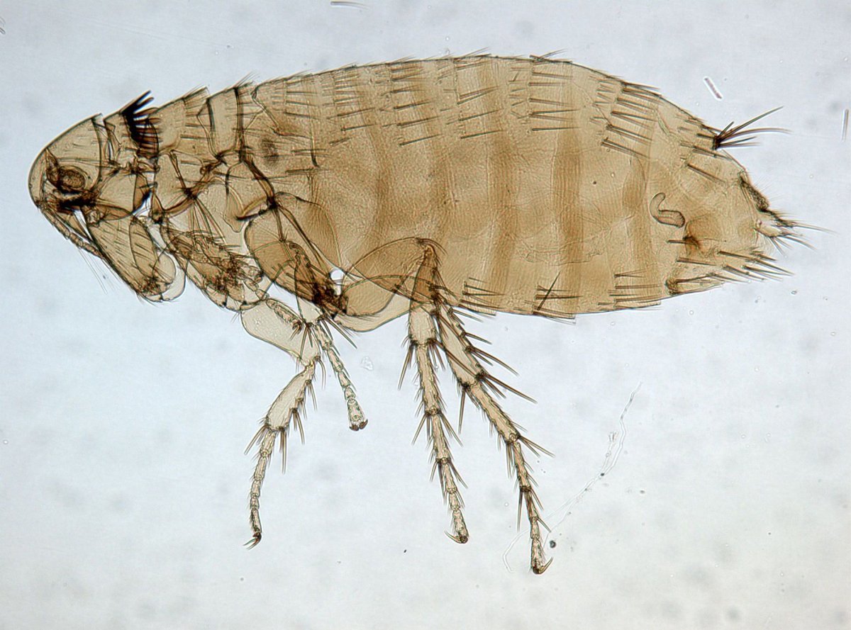 Головная вошь (Pediculus humanus capitis)