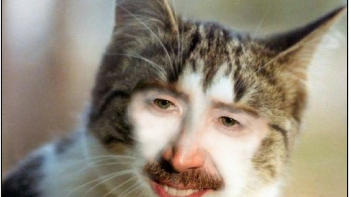 Эмоции кошек