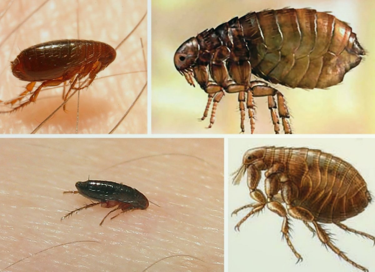 Клещи на ресницах под микроскопом