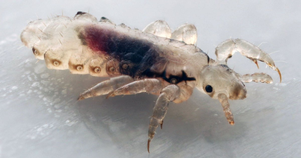 Куриная вошь (Menopon gallinae)