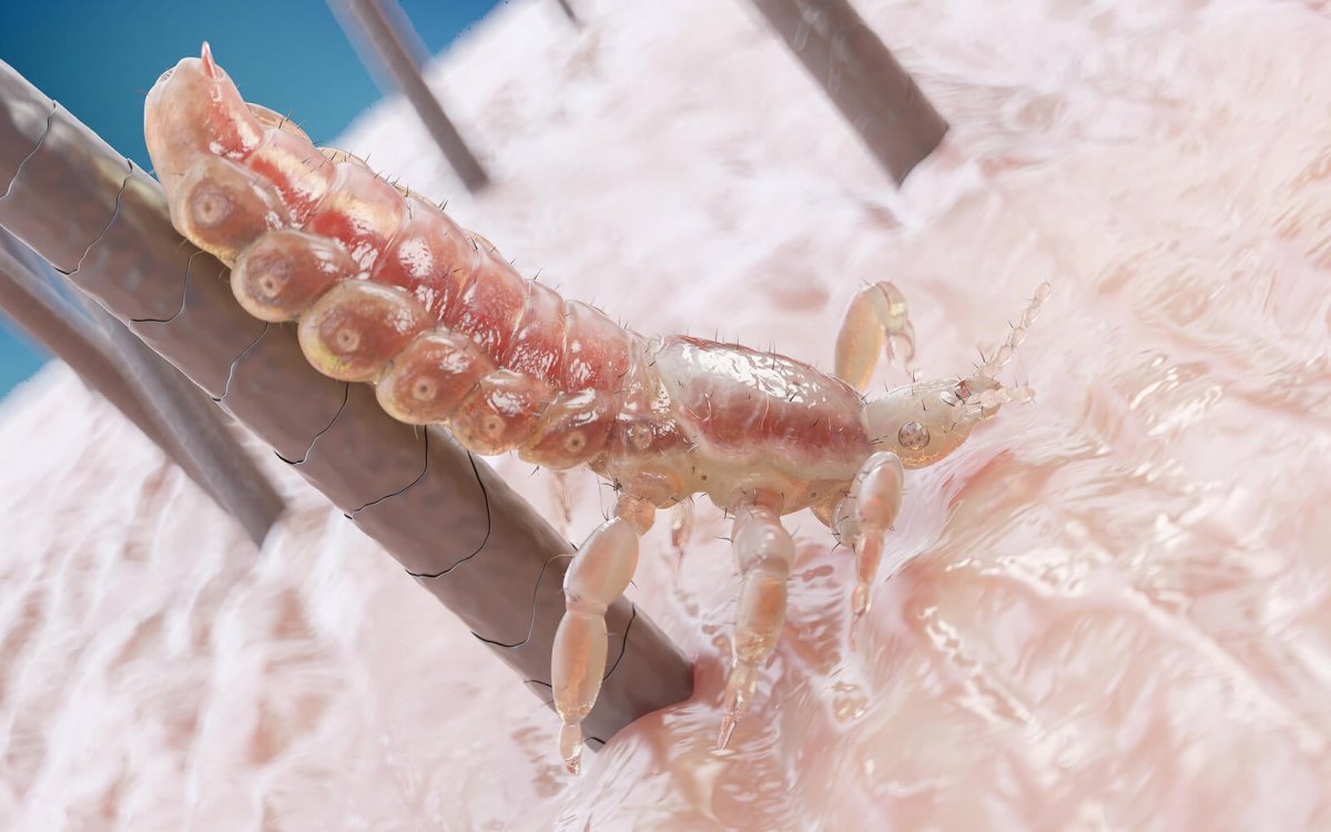 Насекомые-паразиты на перьях голубей