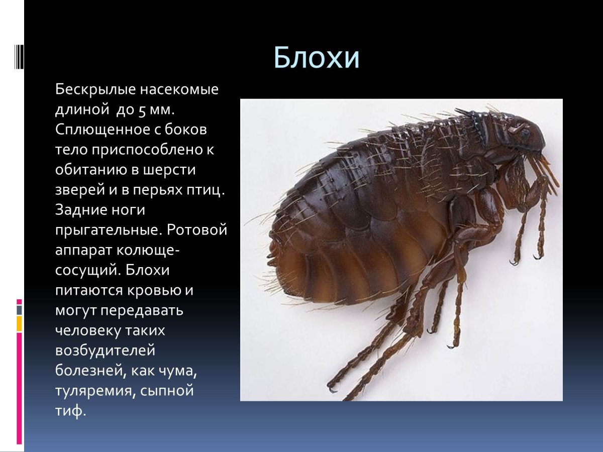 Вши мультяшные