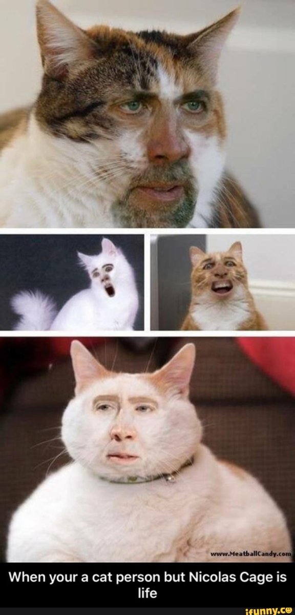 Смешные лица котов