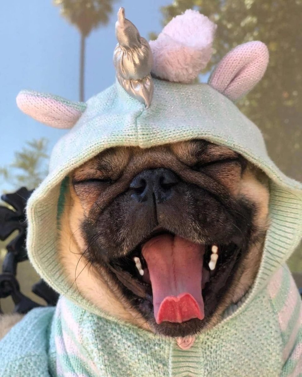 Довольный кот