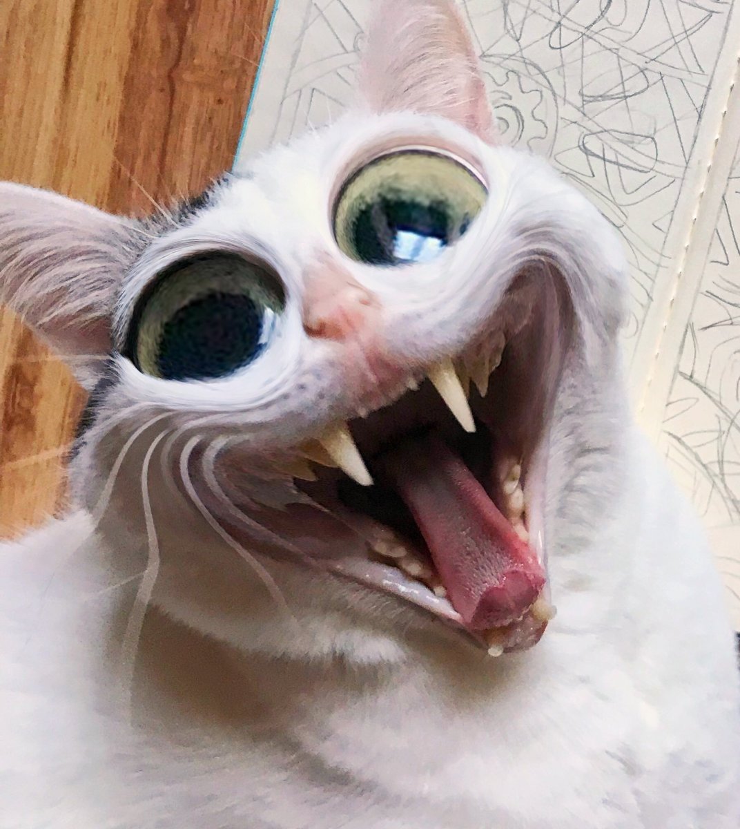 Коты из популярных мемов