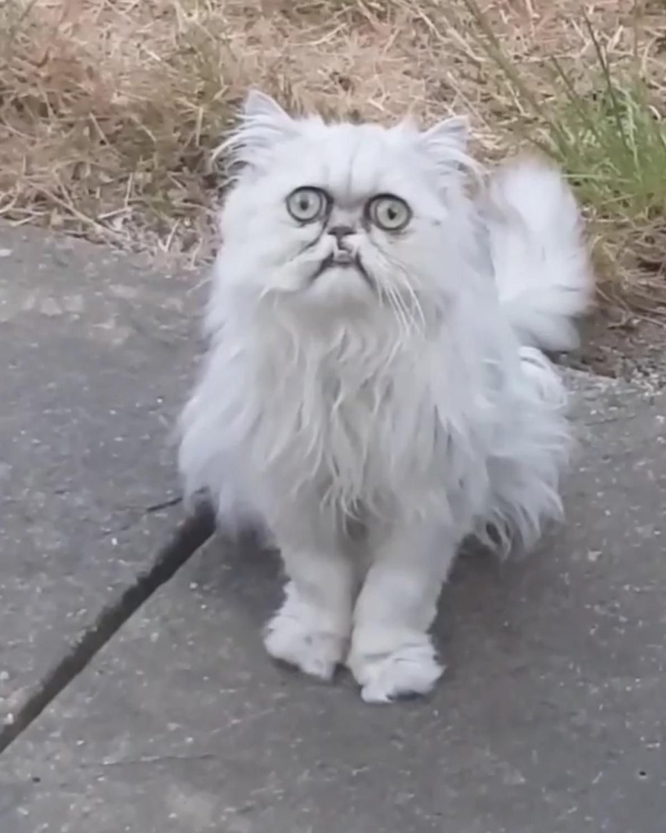 Кошка с бровями