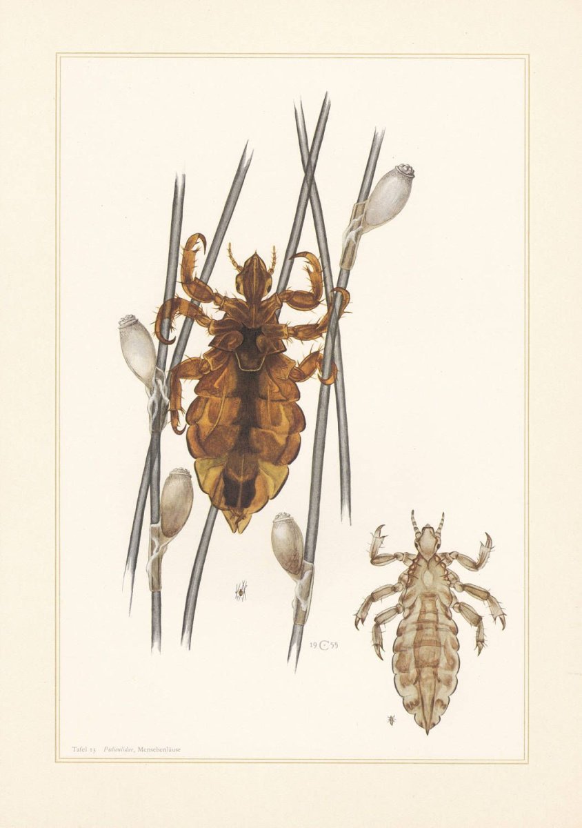 Вша на белом фоне