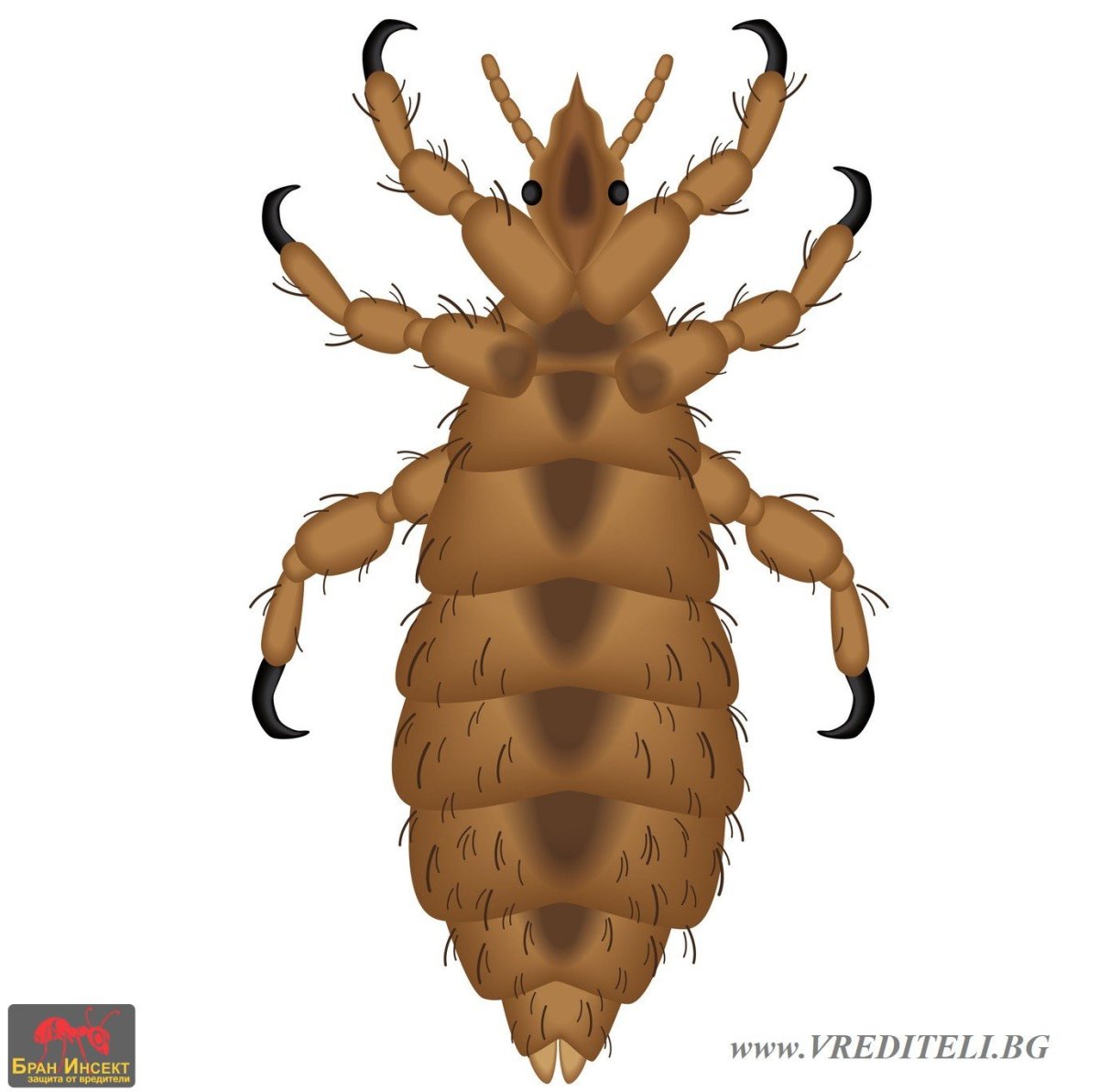 Головная вошь (Pediculus humanus capitis)