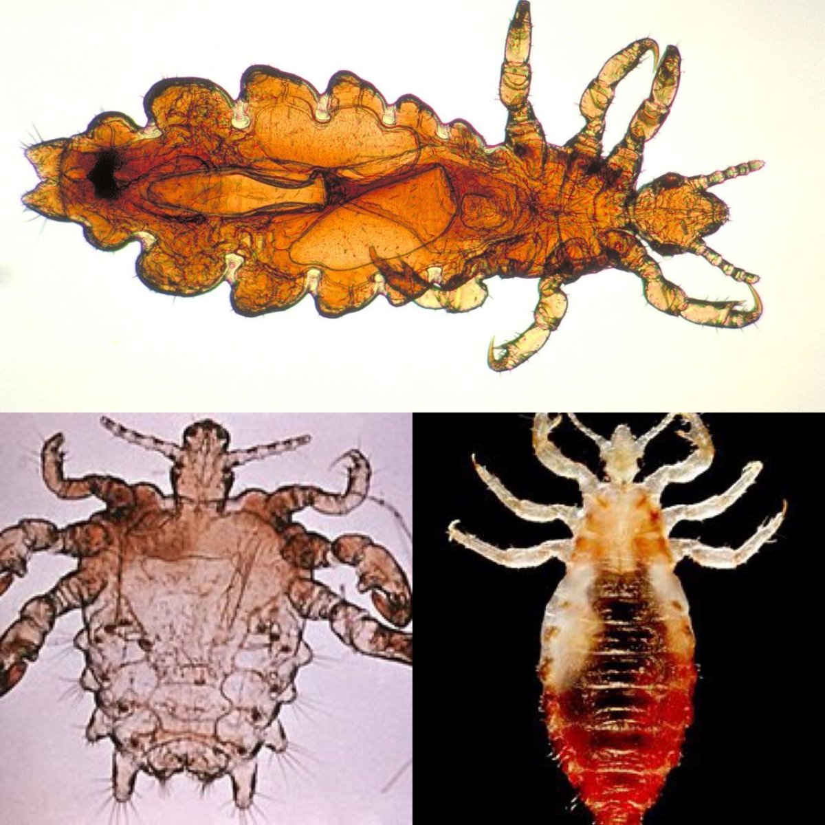 Пыльная вошь