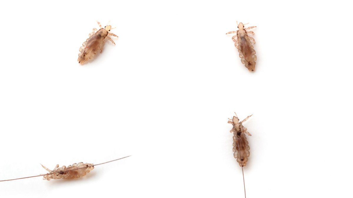 Вши блохи кровососущие насекомые