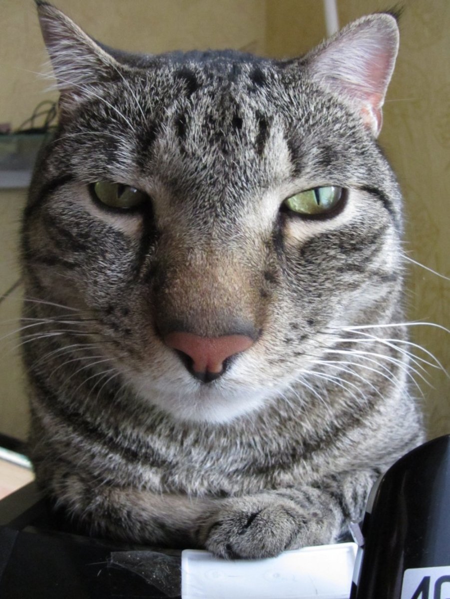 Николас Кейдж кот