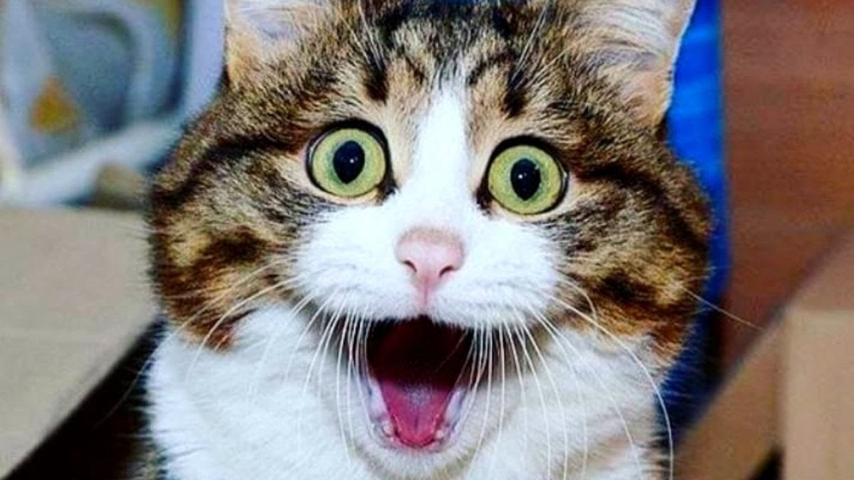 Классные коты