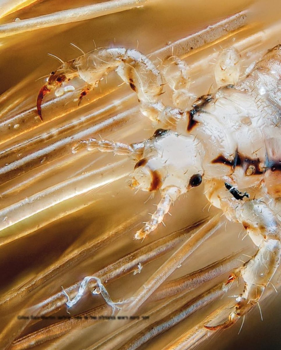 Вша Тип куколки насекомых