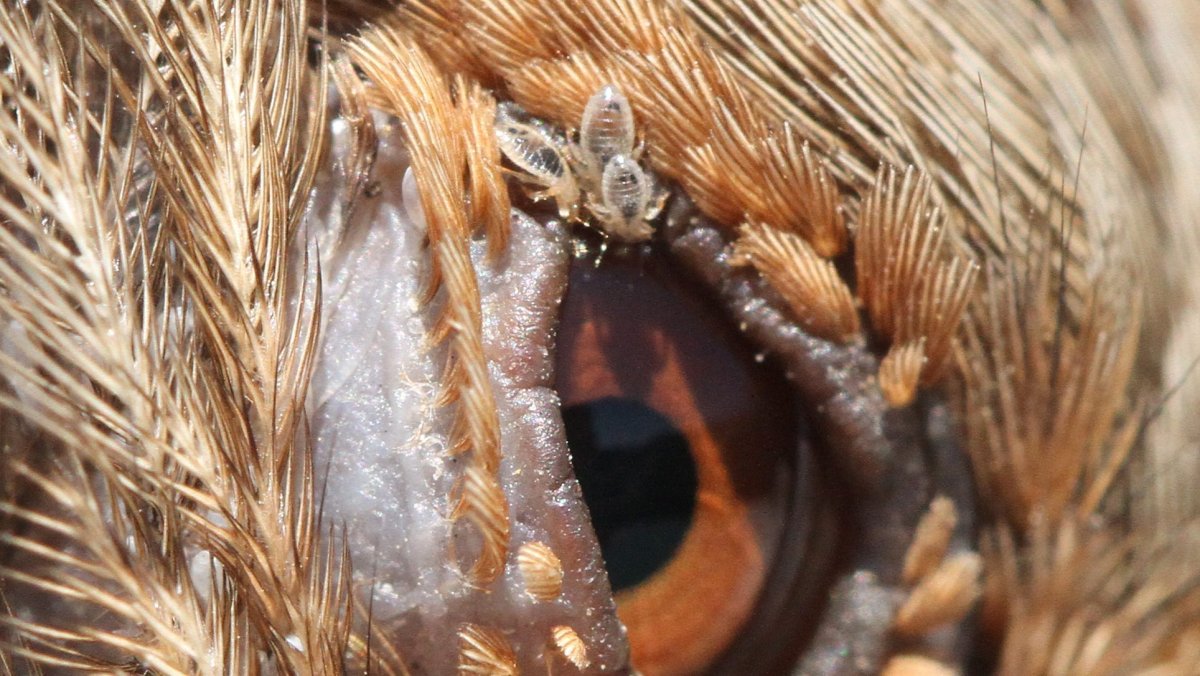 Астраханская мошка под микроскопом