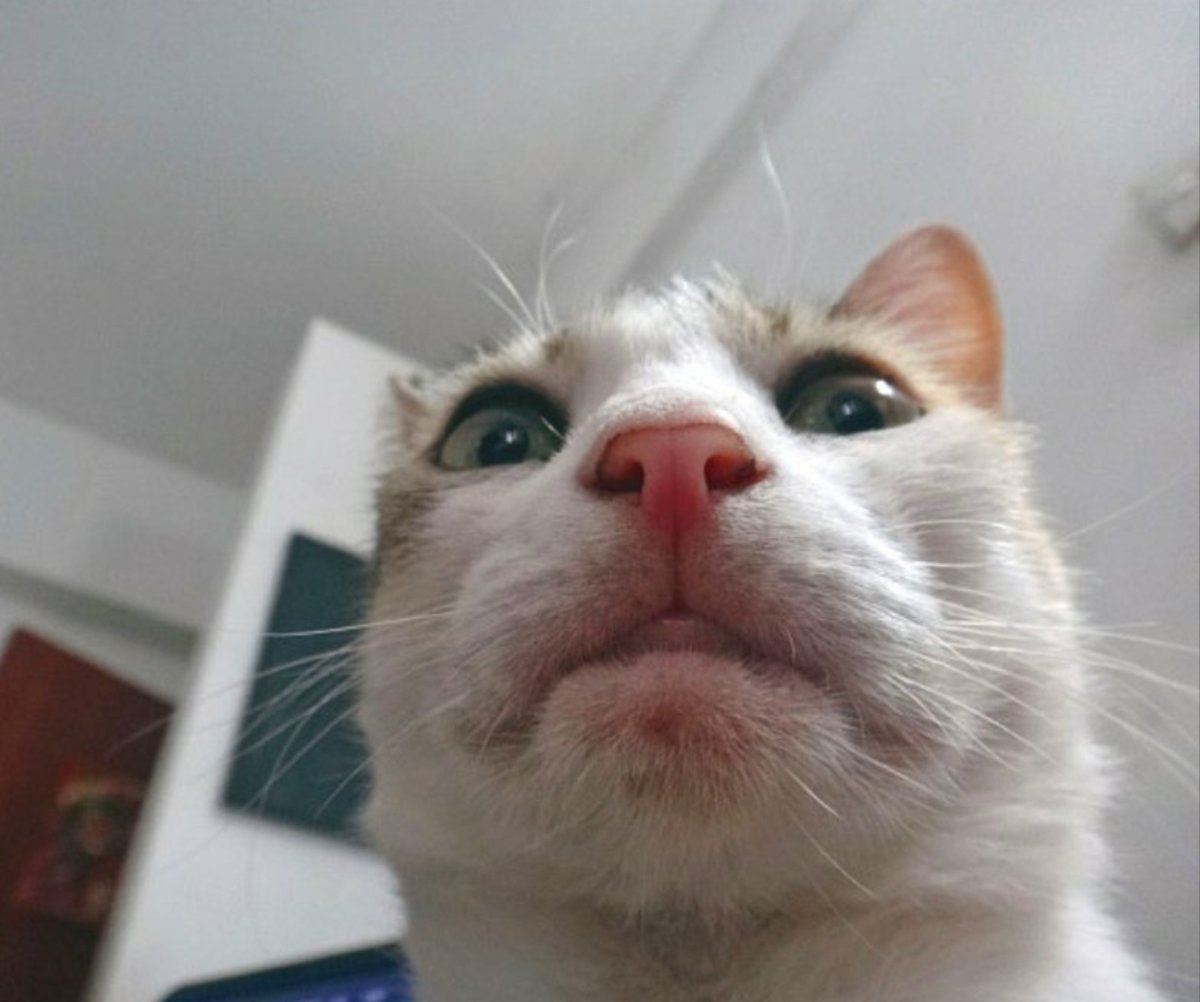 Веселая собака