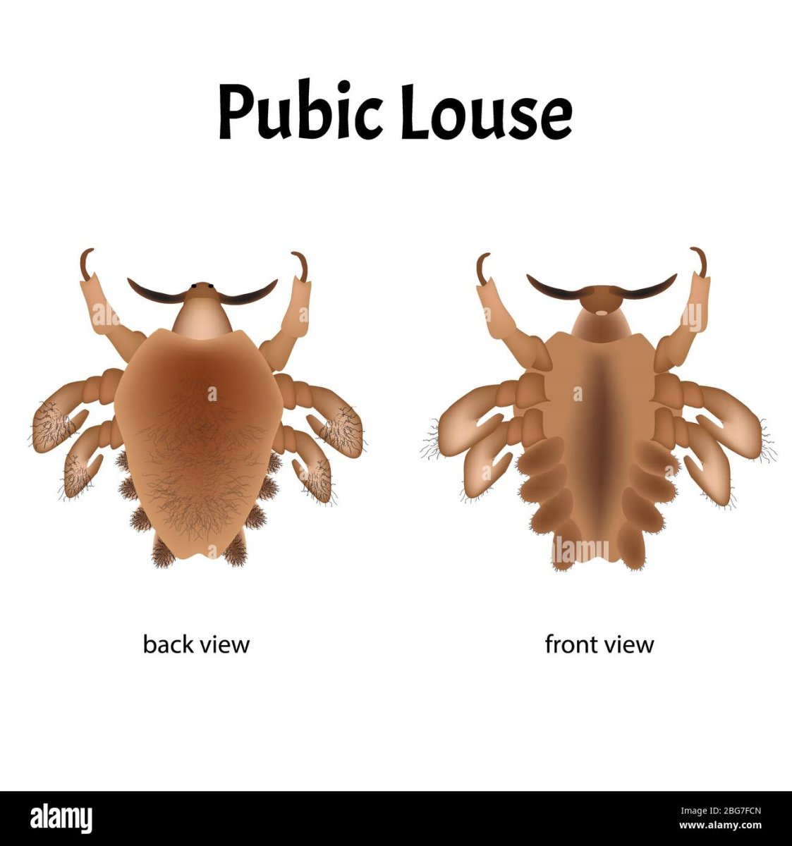 Вши на белом фоне