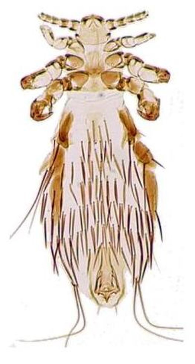 Микробы под ногтями под микроскопом