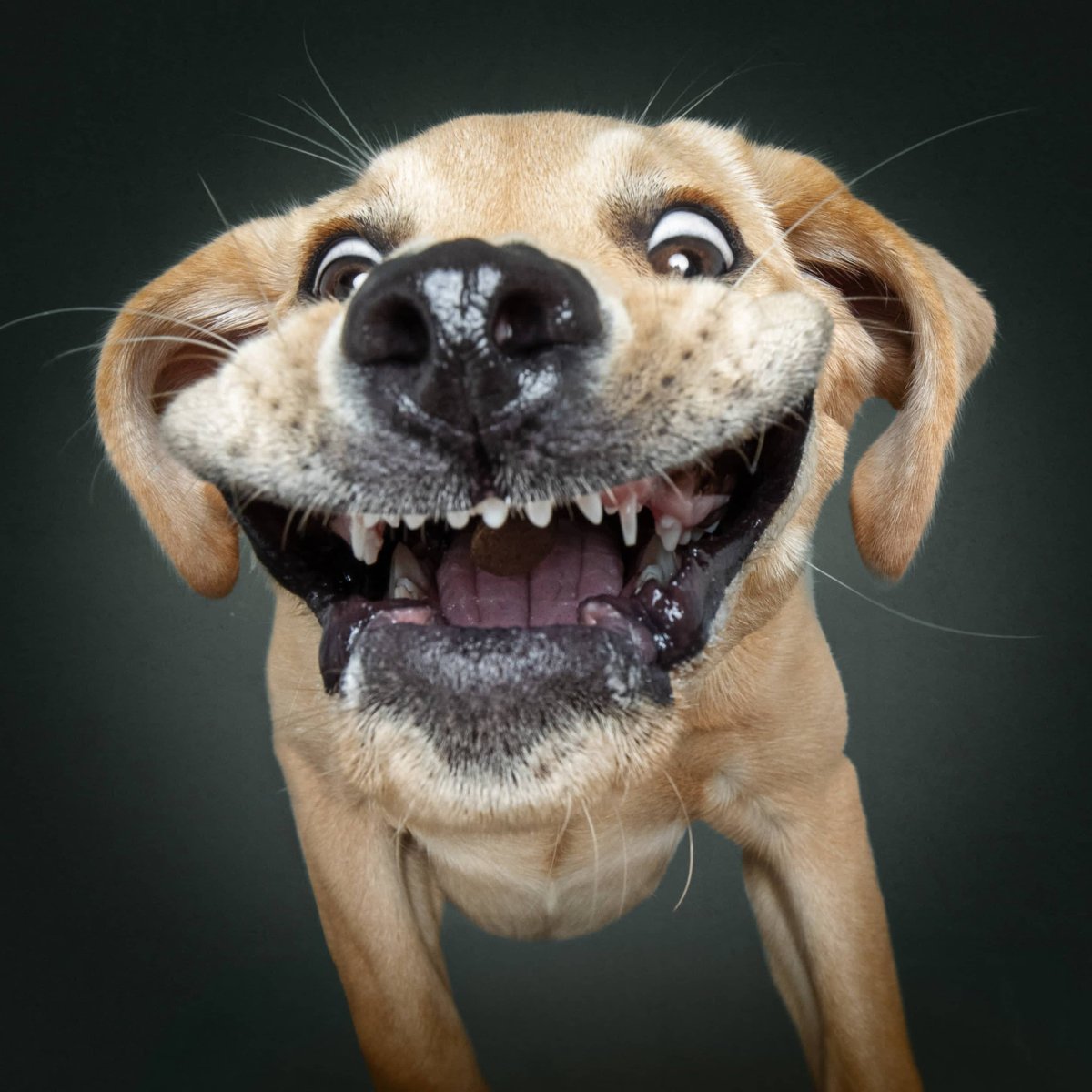 Кот в тапке