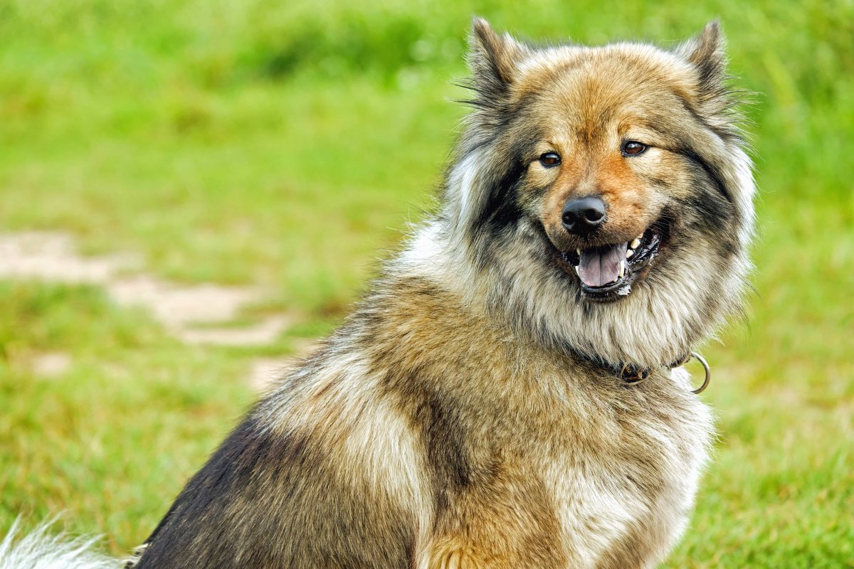 Чабанские собаки