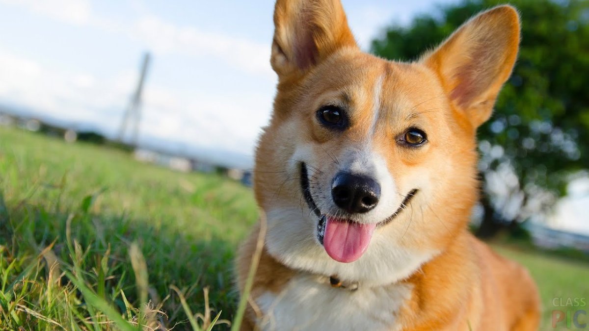 Дог и корги