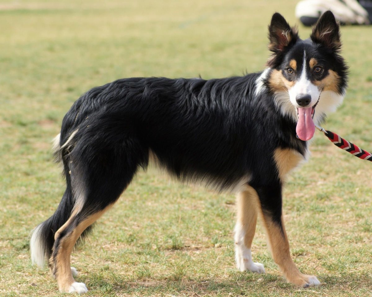 Бордер колли Триколор щенки