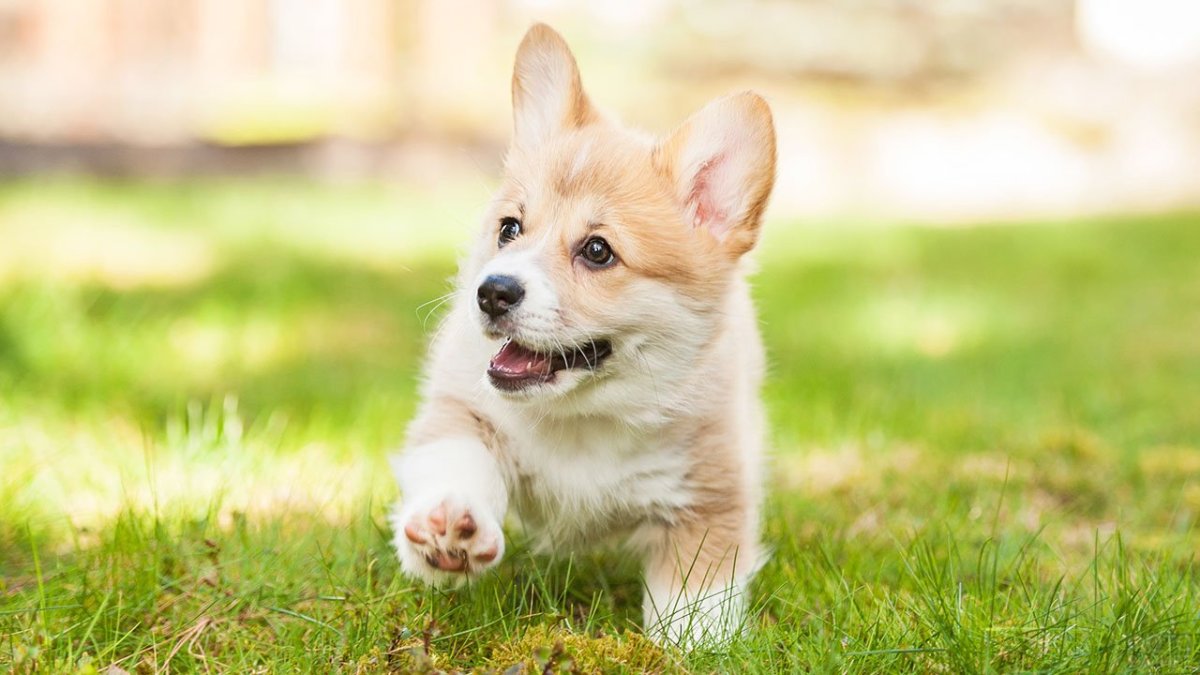 Собаки корги малыши