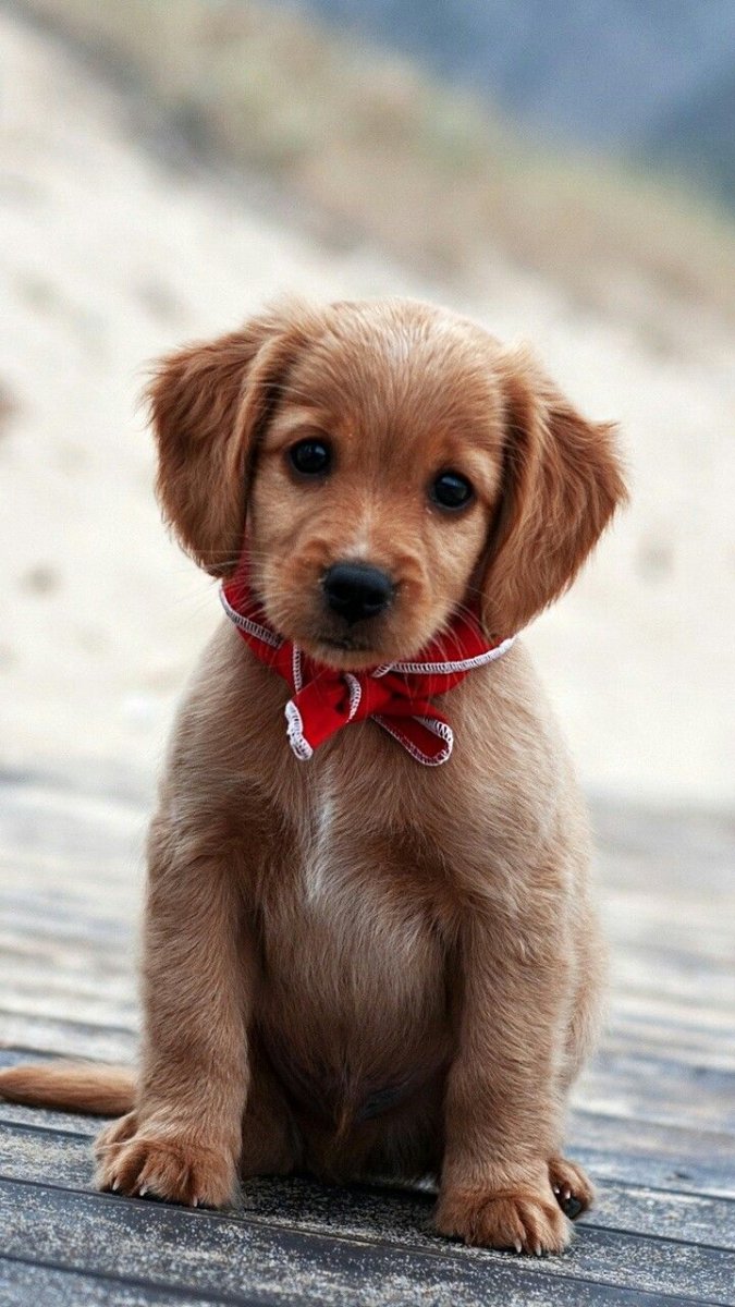 Милые собачки