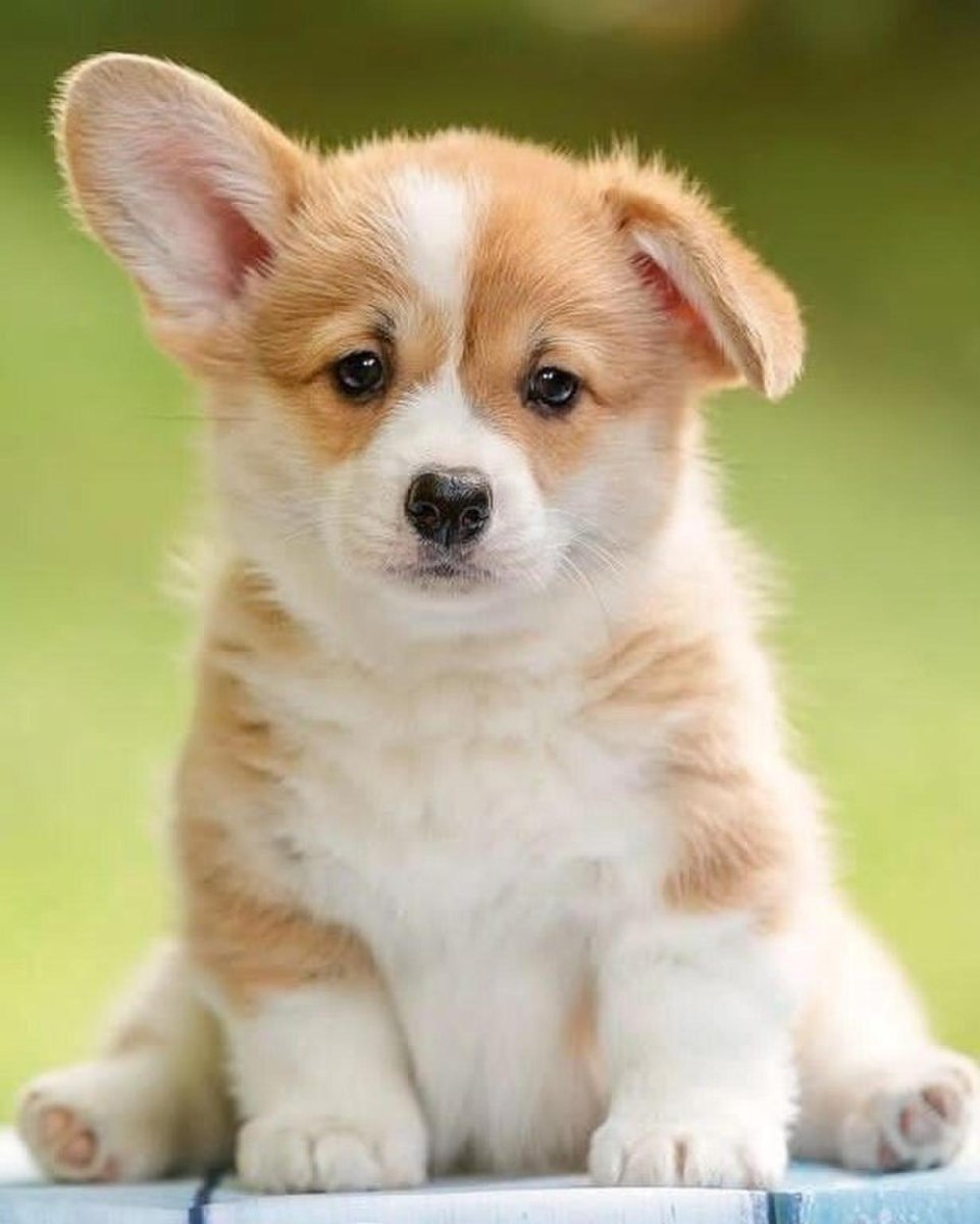 Вельш корги щенки милые