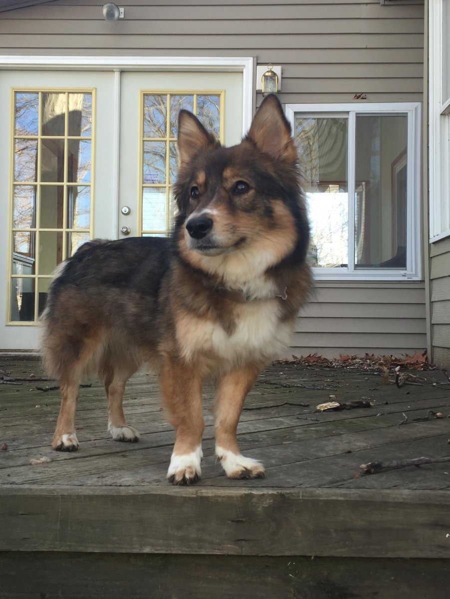 Шелти пемброк корги