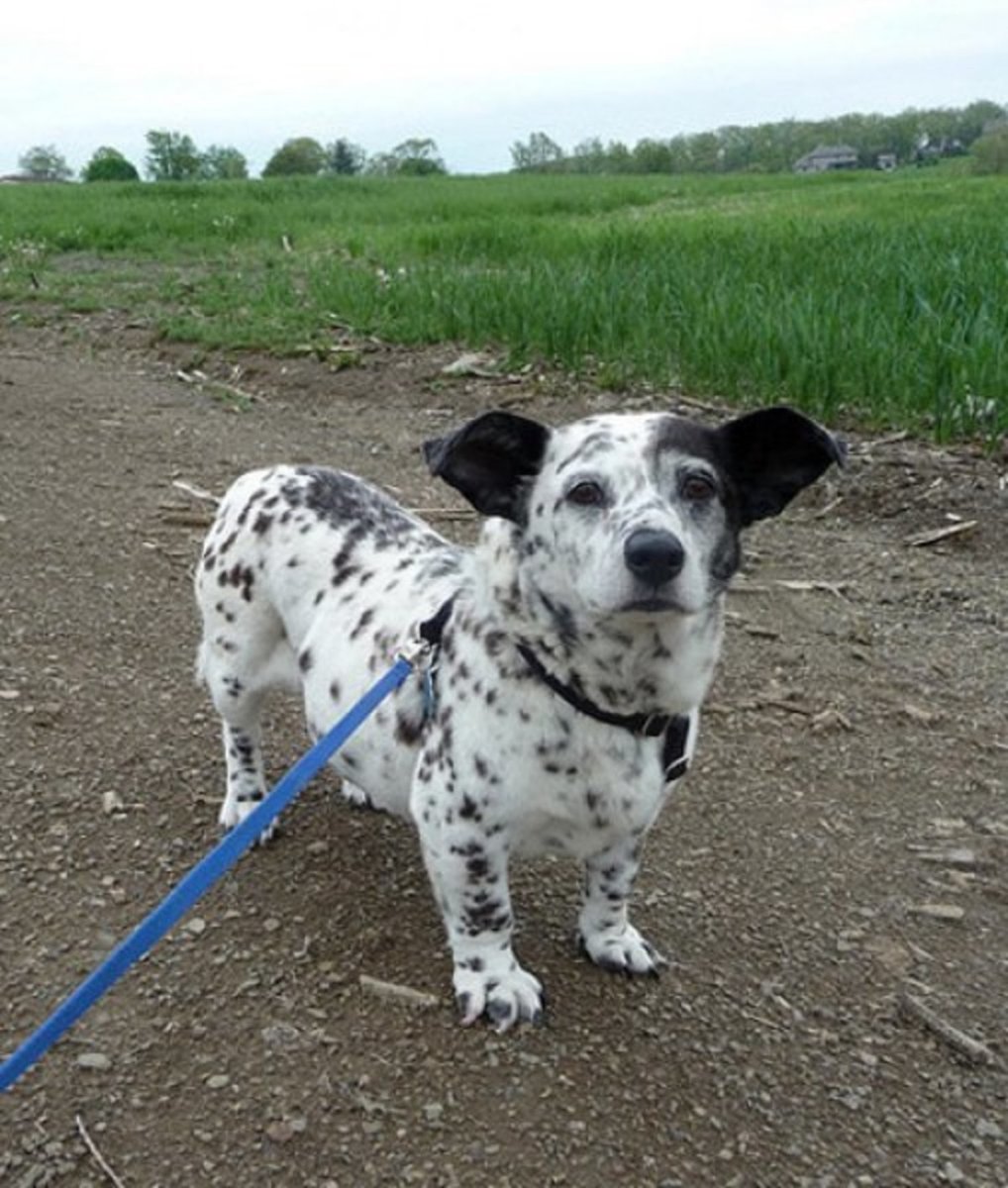 Собака далматинец метис