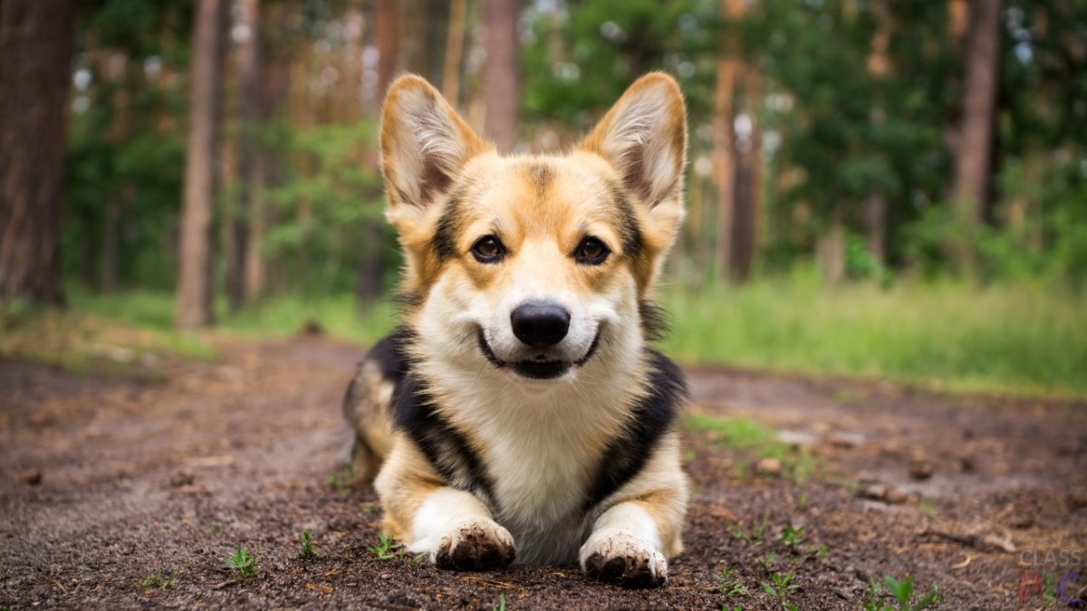 Вельш корги и хаски