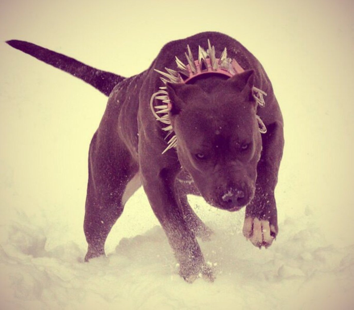 Стаффордширский терьер лает